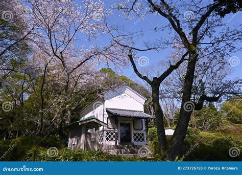 Travel To Japan, Cherry Blossom Viewing. Stock Photo - Image of pink ...