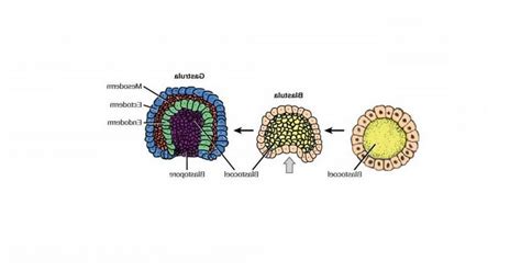 Endoderm: parts and development in gestation.