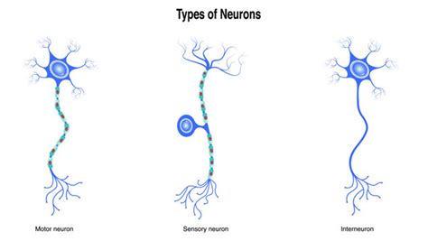 Interneuron Labeled Cell Body