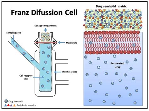 Pharmaceutics | Free Full-Text | Franz Diffusion Cell Approach for Pre ...