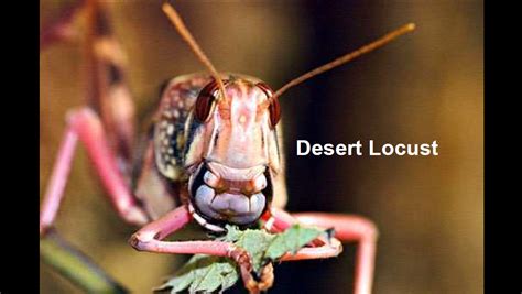 Desert Locust Outbreak Causes, Patterns, Effects (Keith Cressman, FAO Locust) (presentation ...