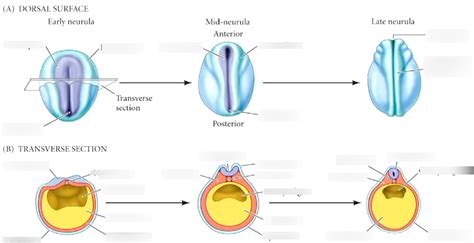 neurulation Diagram | Quizlet