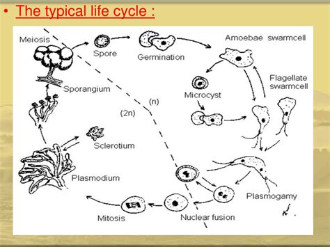 PPT - Members of Myxomycota are commonly referred to as (slime molds ...