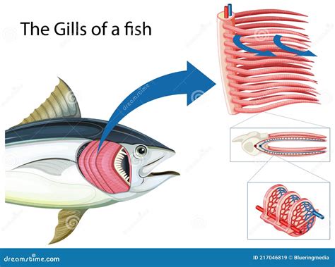 Diagram Showing the Grills of a Fish Stock Vector - Illustration of anatomical, natural: 217046819