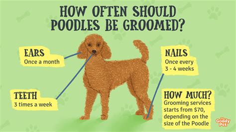 Poodle Grooming - A Complete Guide To Properly Groom Poodles - The ...