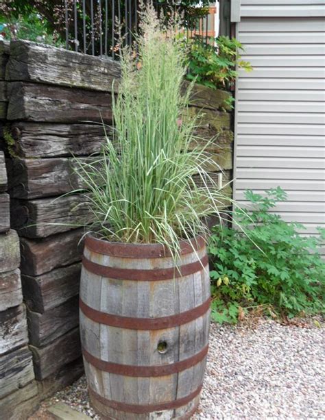 22 Best Ornamental Grasses for Containers + How to Grow them | Ornamental grasses, Feather reed ...