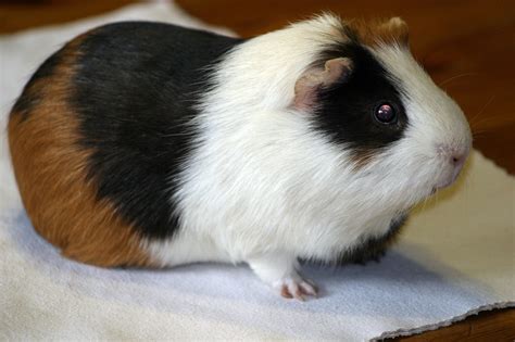 Guinea Pigs as Classroom Pets Help Autistic Kids - FACE Foundation