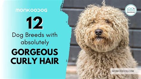 Top 100 image brown curly hair dog - Thptnganamst.edu.vn