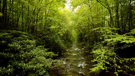 Stream Forest Trees Green HD wallpaper | nature and landscape | Wallpaper Better