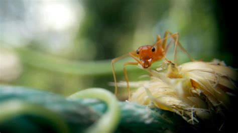 Free stock photo of ant, macro, macro photography