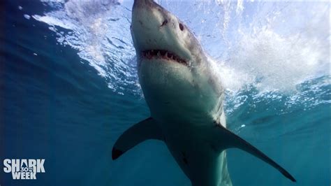 Are Great Whites A Keystone Species? The 19 Correct Answer - Chambazone.com