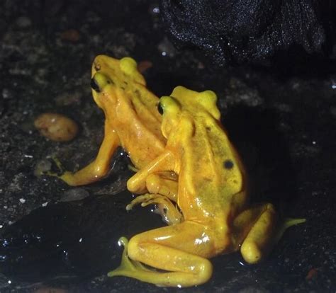 Panamanian Golden Frog critically endangered species