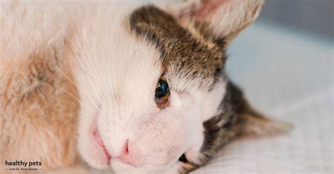 Skin Cancer On Cat