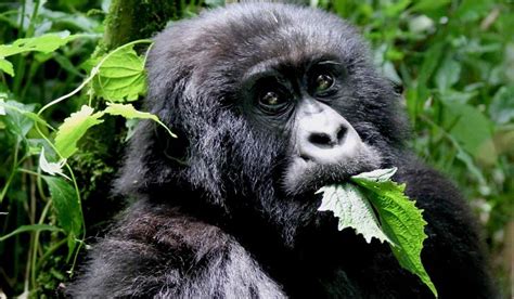 What do gorillas eat all day in the Jungle? | Gorilla Trekking Safaris