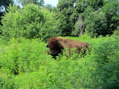 One of the American Bison Who Call Buffalo Rock State Park… | Flickr