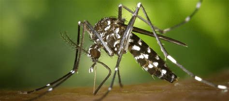 What You Need to Know About Mosquito Season in Florida | ABC Blog