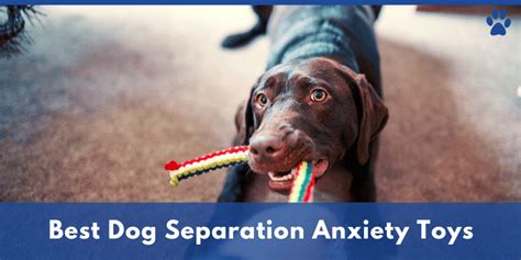 Best Chew Toys for Dogs with Separation Anxiety | Anxiety In Dogs