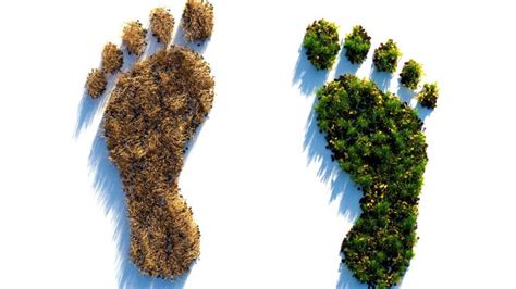 Ecological Footprint - Definition, What is Biocapacity?