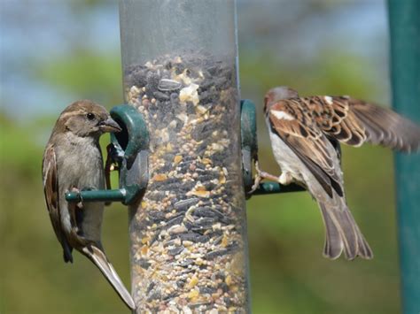 TWO SPARROWS FEEDING by thetailor | ePHOTOzine