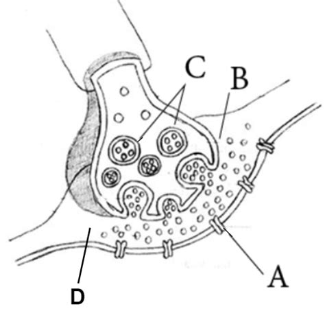 A diagram showing the axon terminal and synapse is given. Identify correctly at least two of A D.