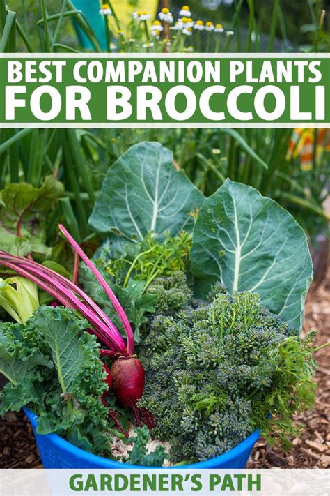 9 of the Best Companion Plants for Broccoli | Gardener’s Path