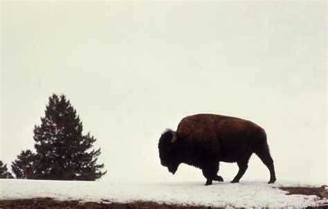 Free Images : tree, nature, silhouette, walking, snow, prairie, animal ...