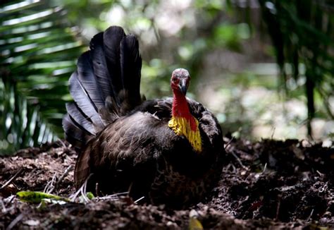 Brush Turkeys in Strata – July/August nest building season - Strata Life