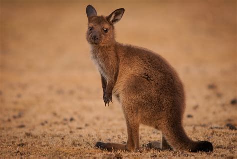 Kangaroo Island Kangaroo | Sean Crane Photography