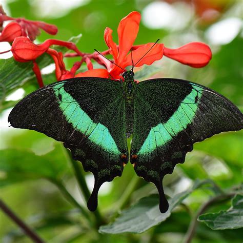 Top 5 Most Colorful Insects | Green Pest Solutions