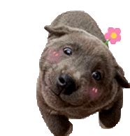 Puppy Sticker - Puppy - Discover & Share GIFs