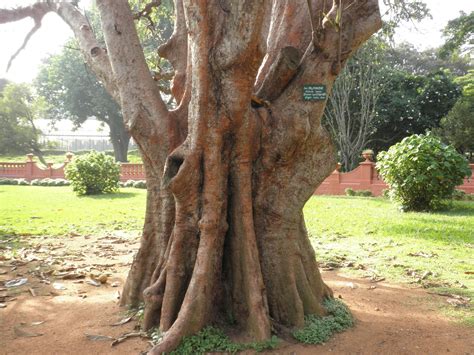 Trees, Plants & more: Elephant apple tree (Dillenia indica)