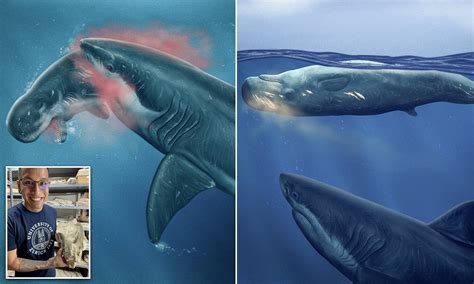 Blue Whale Compared To Megalodon