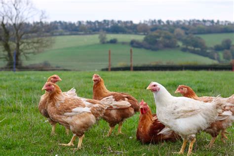 Organic Chicken – Stream Farm