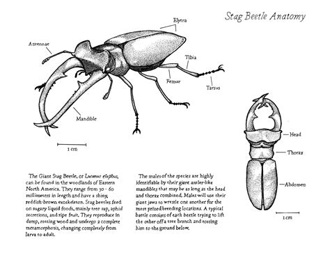 Biological Illustration - Tyler Brown