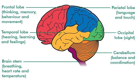 Neural Control & Coordination – Study Material for NEET (AIPMT ...