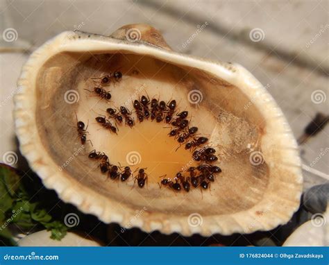 Ants eating honey editorial stock image. Image of insect - 176824044