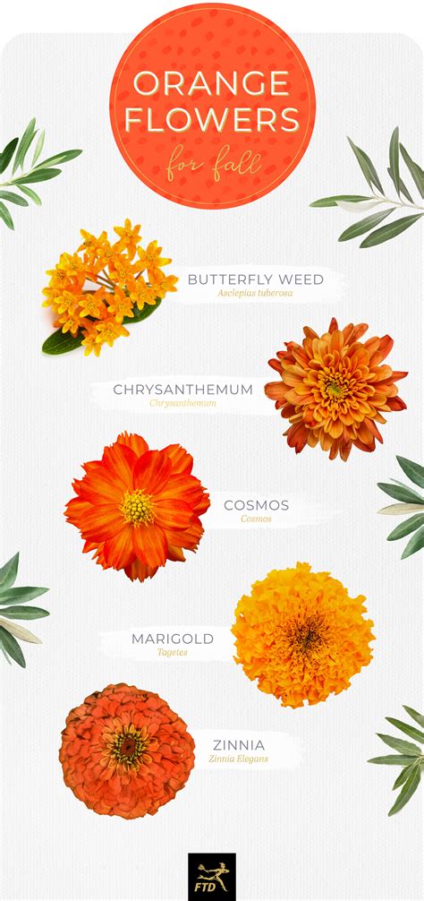 Orange Tropical Flowers Names | Best Flower Site