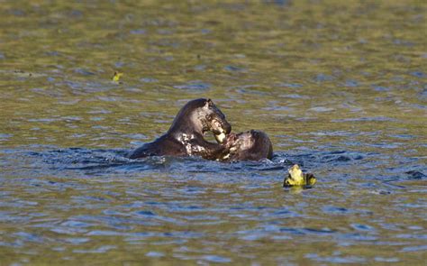 Pembrokeshire Wildlife: Bosherston Lily POnds otters fighting over an eel.