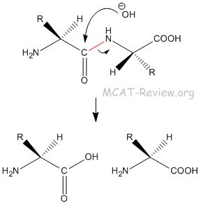 Amino Acids and Proteins - Biological Molecules - MCAT Review