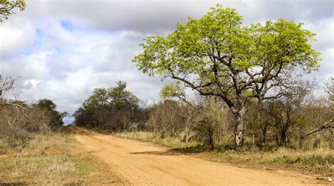 Marula Tree (Sclerocarya birrea) | Marula trees are common t… | Flickr