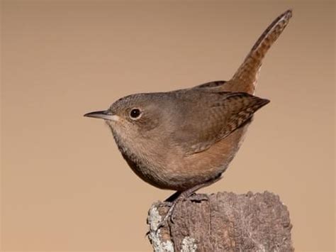 NestWatch | House Wren - NestWatch