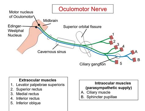 Oculomotor Nerve - Nuclei, function components, structures supplied and lesion