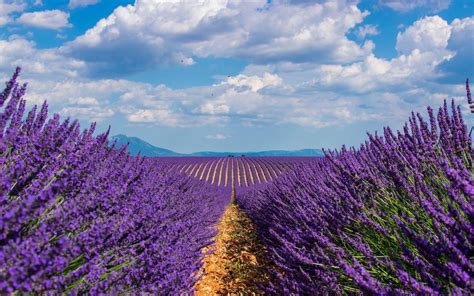 Lavender Field Desktop Wallpaper