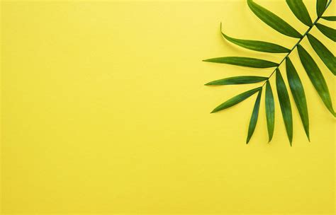 Palm leaves on yellow background 2411838 Stock Photo at Vecteezy