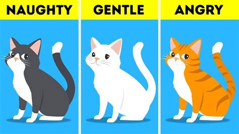 Does The Color Of A Cat Affect Its Personality - CatWalls