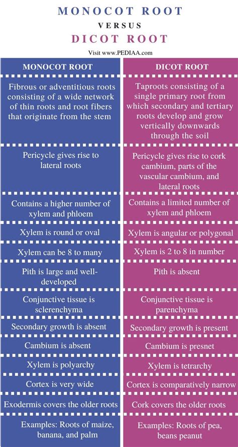 What is the Difference Between Monocot and Dicot Root - Pediaa.Com