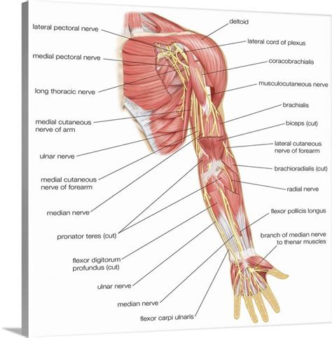 Nerves of the left arm - anterior view. nervous system | Muscle diagram, Human body anatomy ...