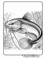 13 Catfish Coloring Pages  Free Download PDFs 🐟 Animal sketch template