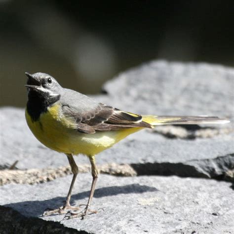 More Grey Wagtails