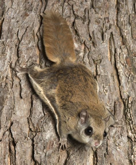 squirrel control and removal methods for the home yard and garden